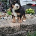 mini bernedoodles for sale near me
