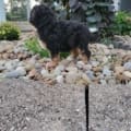 reputable mini bernedoodle breeders