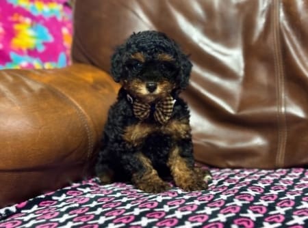 toy poodle puppies