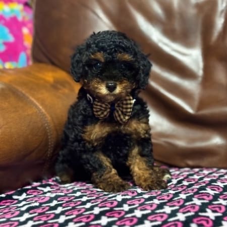 toy poodle puppies