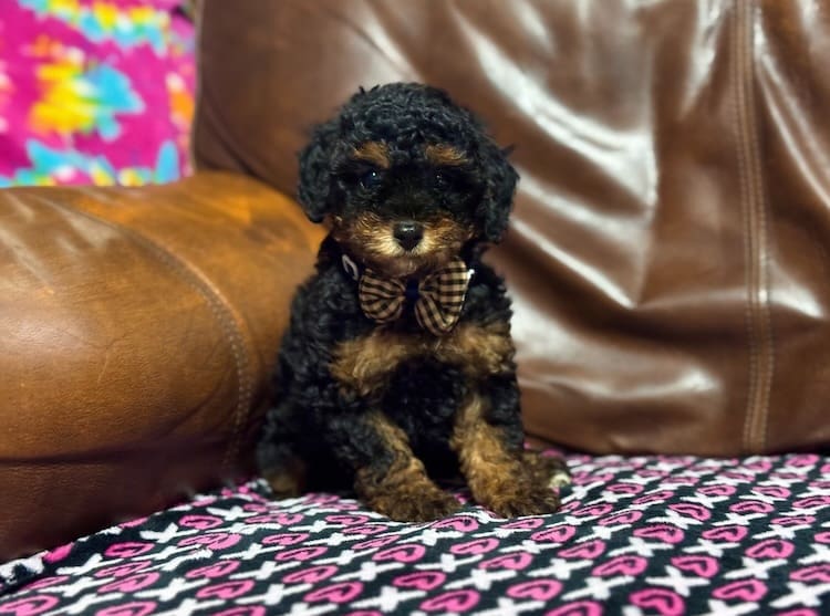 toy poodle puppies