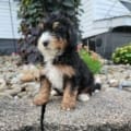 mini bernedoodle price