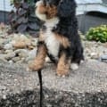 mini bernedoodles for sale
