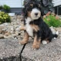 mini bernedoodle puppy price