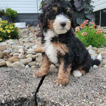 mini bernedoodle puppy price