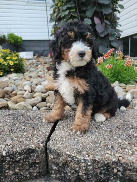 mini bernedoodle puppy price