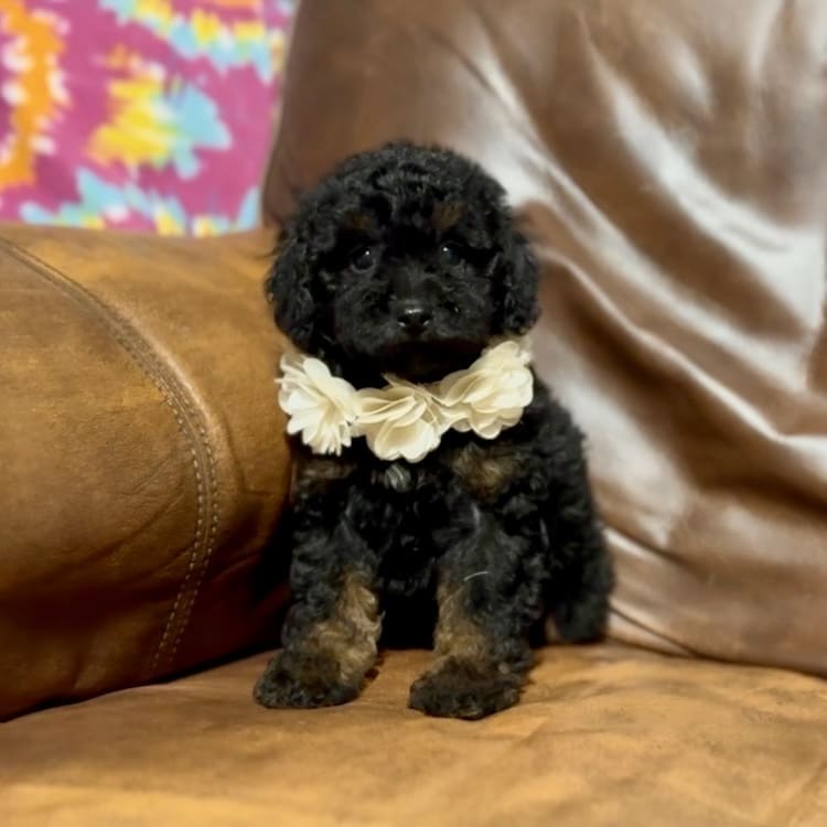 toy poodle breeders