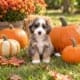 mini bernedoodle breeders