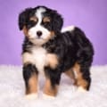 mini bernedoodle puppies
