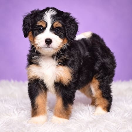 mini bernedoodle puppies