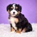 mini bernedoodle puppies for sale