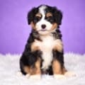 mini bernedoodle breeders in Florida