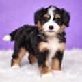 mini bernedoodle puppy for sale