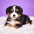 mini bernedoodles for sale