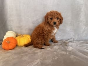 best cavapoo breeders