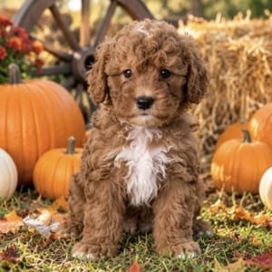 micro mini goldendoodle