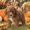 mini goldendoodle puppies