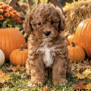 micro mini goldendoodles