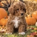 mini goldendoodle breeders