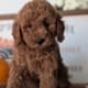 micro mini goldendoodle