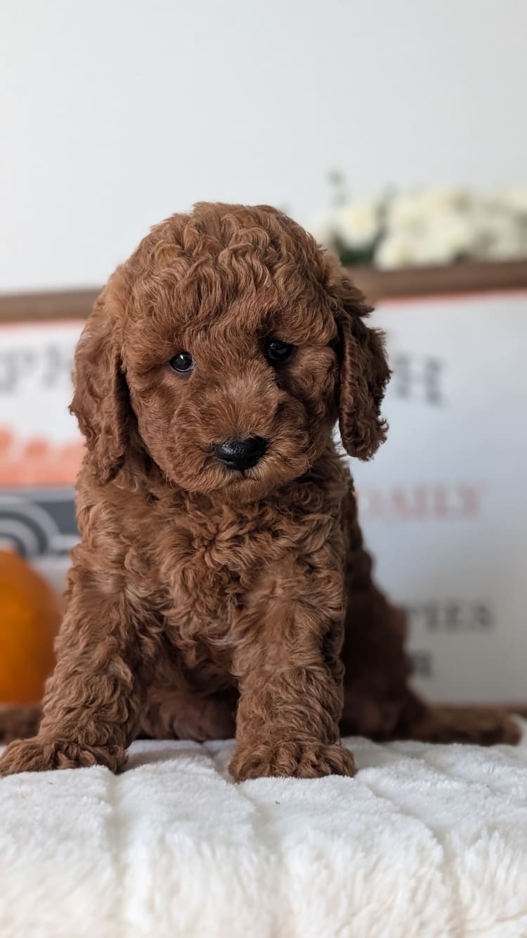 mini goldendoodle breeders