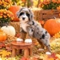 mini bernedoodle breeders