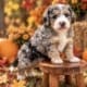 mini bernedoodles for sale