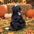 mini bernedoodle puppies
