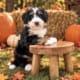 mini bernedoodle