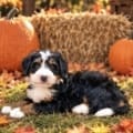 mini bernedoodle for sale