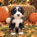 miniature bernedoodle