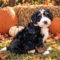 miniature bernedoodles
