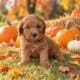 micro mini goldendoodle
