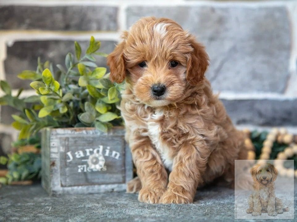 Mini Goldendoodle breeders in Texas