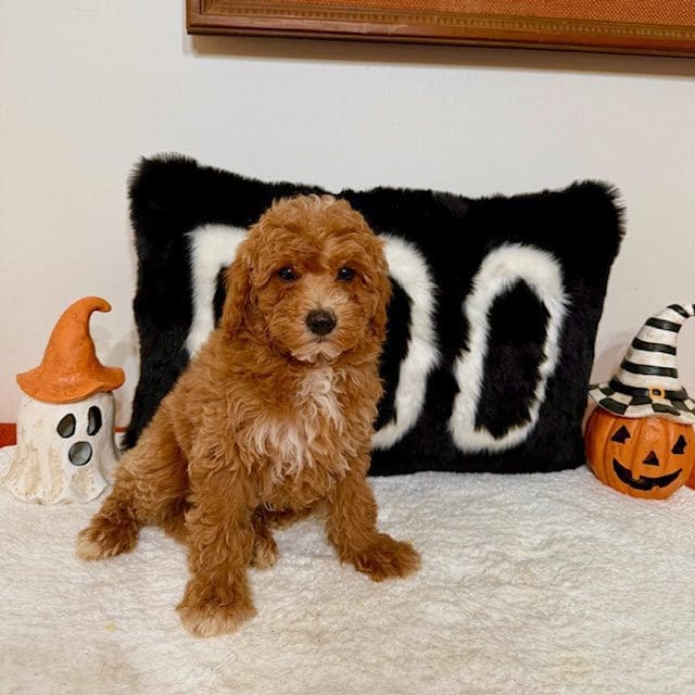 Mini Goldendoodle breeders in Texas