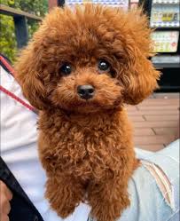 toy poodle playing with family