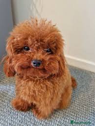 toy poodle playing with family