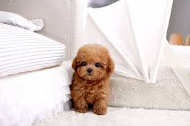 toy poodle relaxing at home
