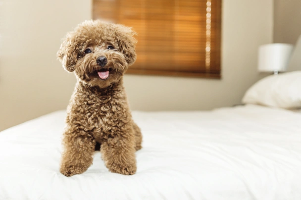 toy poodle relaxing at home