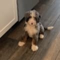 best mini bernedoodle breeders