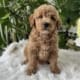 micro mini goldendoodle breeders